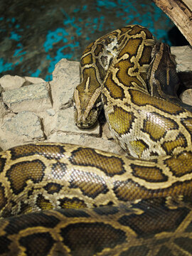 Vertical shot of a big burmese python snake head close up on rocks at a city zoo terrarium, patterned reticulated reptile inside zoo park vivarium glass enclosure, wildlife animal in captivity exhibit