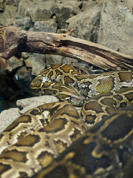 Vertical shot of a coiled burmese python snake resting on stones under a log at a city zoo terrarium, exotic patterned reptile inside zoo park vivarium glass enclosure, wildlife animal in captivity