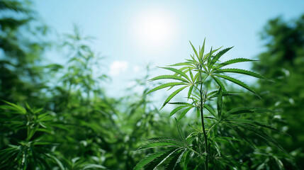 Fototapeta premium Green cannabis plants thriving in a natural field, sun shining through leaves, symbolizing cultivation and growth