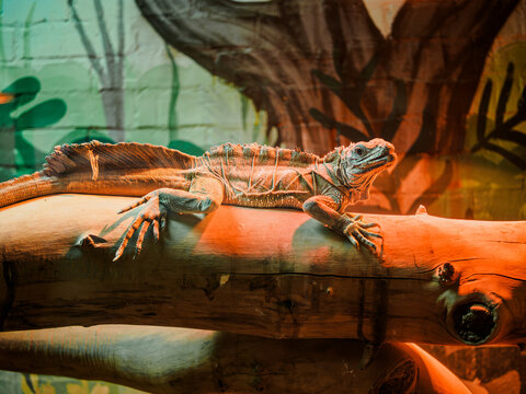 Horizontal shot of exotic crested sailfin lizard hydrosaurus pustulatus resting on wooden log at city zoo terrarium exhibition, beautiful dragon reptile inside zoo park vivarium enclosure, captivity