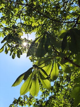 Bright sunbeams through green chestnut leaves, sunstar in spring foliage, nature background with sun flare and blue sky, fresh environment concept