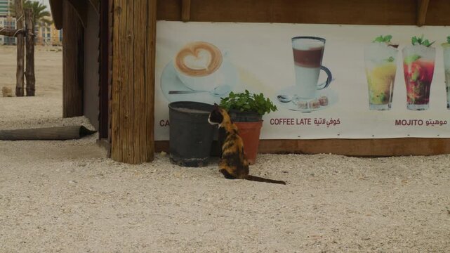 Stray cat exploring beachside food truck area