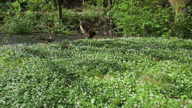 A meadow of white hoppers