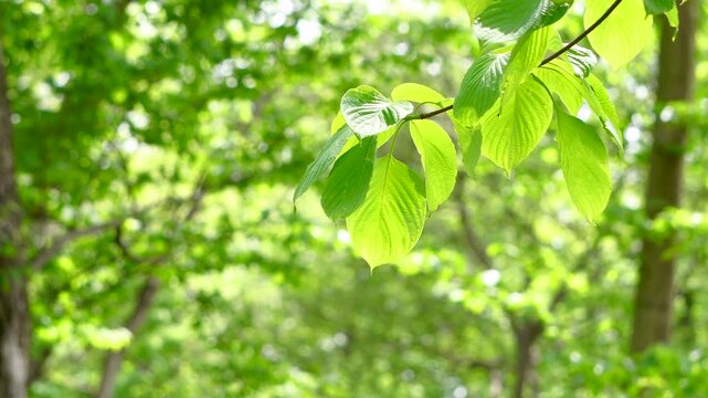 そよ風に揺れる新緑の葉っぱ