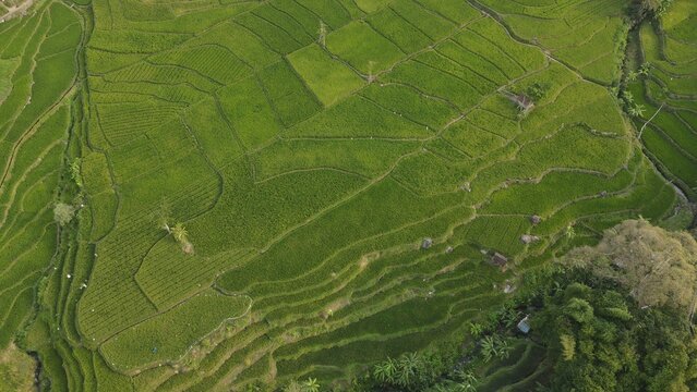 Aerial view of lush green terraced rice fields in a rural Indonesian valley surrounded by forest.