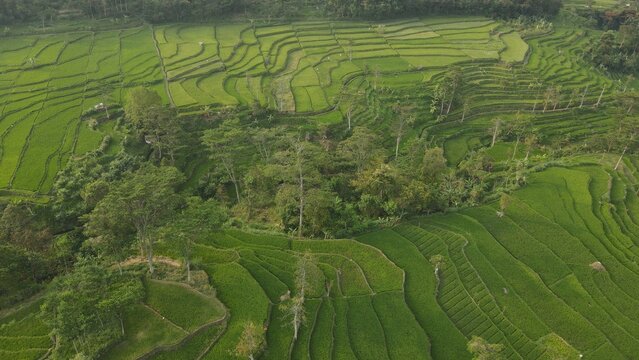 Aerial view of lush green terraced rice fields in a rural Indonesian valley surrounded by forest.