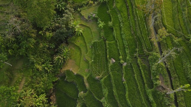 Aerial view of lush green terraced rice fields in a rural Indonesian valley surrounded by forest.