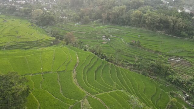 Aerial view of lush green terraced rice fields in a rural Indonesian valley surrounded by forest.