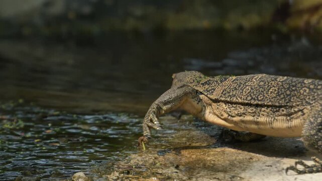 Monitor Lizard Resting Beside Calm Water