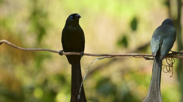 Racket-tailed Treepie Resting Together