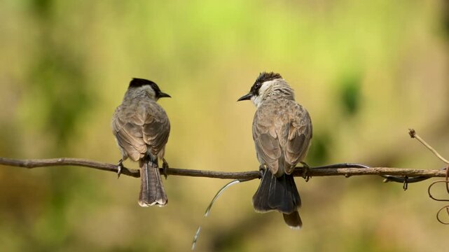 Sooty-headed Bulbul on Twig