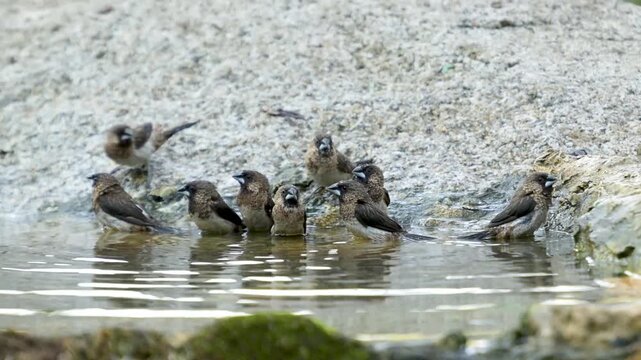 White-rumped Munia Bathing Together