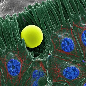 False Color IA-SEM Reconstruction Showing Microplastic Interaction With Intestinal Mucosa