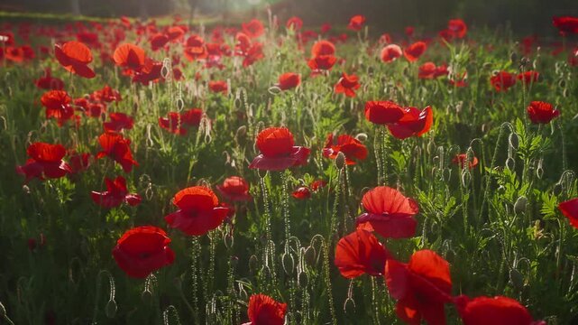 Red Poppies Blooming in Green Meadow