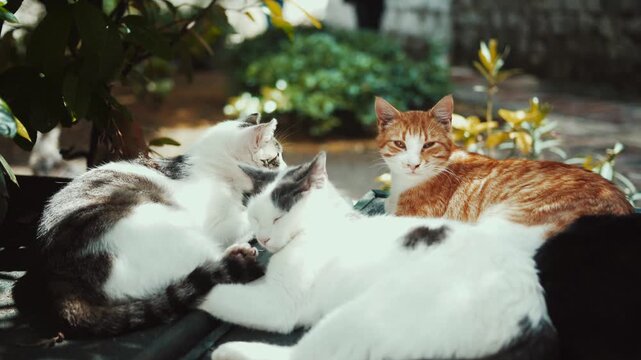 Cats wandering and relaxing outdoors in an urban environment. Natural behavior, city atmosphere, and candid animal moments create an authentic street lifestyle scene.