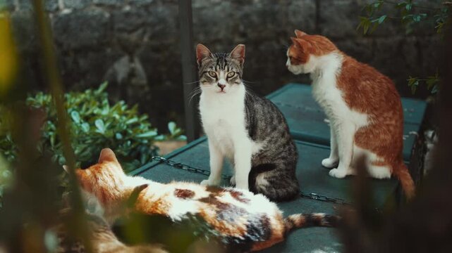 Cats wandering and relaxing outdoors in an urban environment. Natural behavior, city atmosphere, and candid animal moments create an authentic street lifestyle scene.