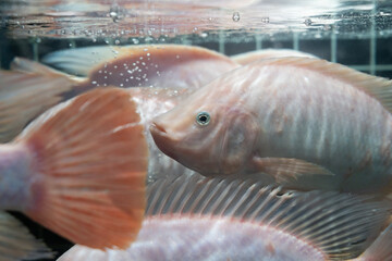 Pink cichlid fish swimming in an aquarium with close-up detail of fins and scales © W