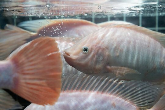 Pink cichlid fish swimming in an aquarium with close-up detail of fins and scales
