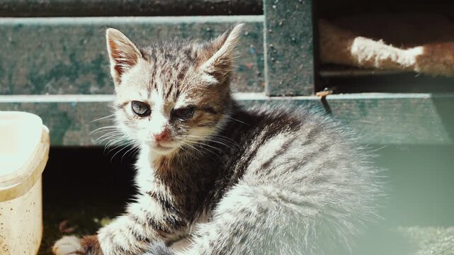 Cats wandering and relaxing outdoors in an urban environment. Natural behavior, city atmosphere, and candid animal moments create an authentic street lifestyle scene.