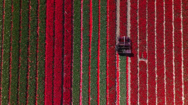 Aerial view of a harvester working in a vibrant red tulip field with straight parallel rows in Aartswoud, North Holland, Netherlands.