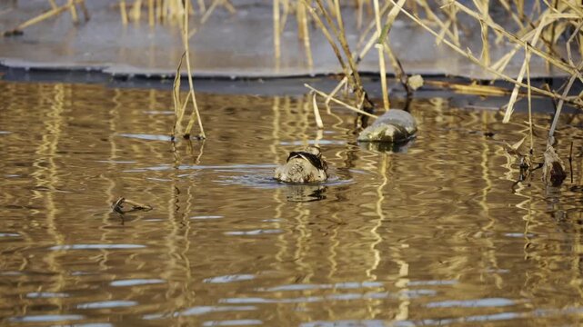 Little Grebe Swimming in Golden Water with HDR 4K 0.25x Slow Motion