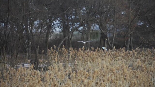 Hen Harrier Hovering Over Winter Reed Bed 4K HDR 10-bit Slow Motion