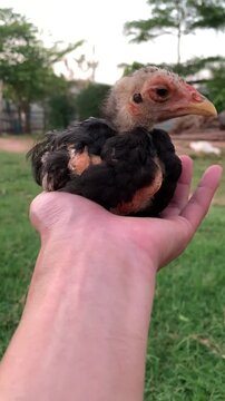 Person holds small chicken outdoors
