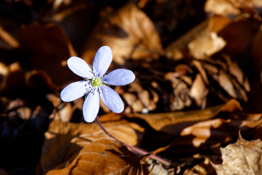Leberbl&uuml;mchen (Hepatica nobilis)