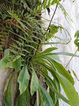 cThis lush epiphytic fern is characterized by its simple, strap-like fronds that can grow quite long, often appearing in a dense, arching cluster from a central rhizome. The leaves are glossy and yell
