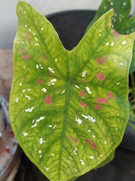 gThis plant is a Caladium bicolor, popularly known as the Heart of Jesus or Keladi Tricolor. It is a tropical foliage plant prized for its large, heart-shaped leaves that feature a vibrant green base 
