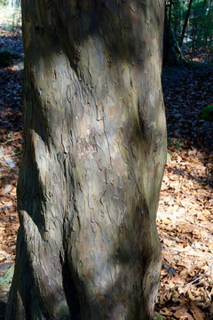 Rinde der Zirbelkiefer (Pinus cembra)