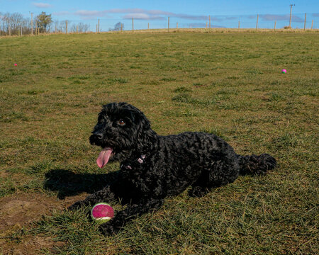 Black labradoodle dog laying in field with tongue out