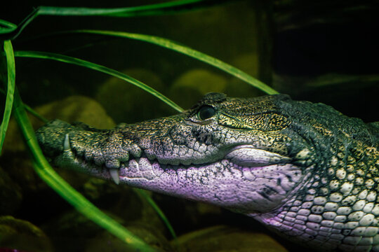 Morelet's crocodile (Crocodylus moreletii) underwater
