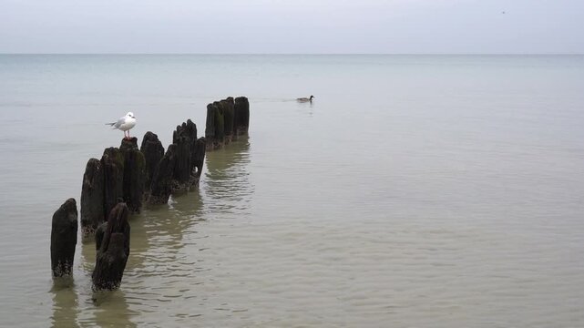 Seagull resting on old wooden breakwater in calm sea under overcast sky, peaceful coastal scene with gentle water splashes, tranquil Baltic seascape and natural marine atmosphere.