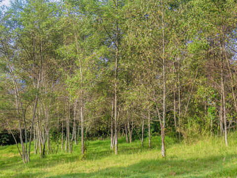 An alder forest at the edge of a grassland
