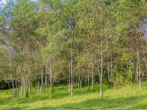An alder forest at the edge of a grassland