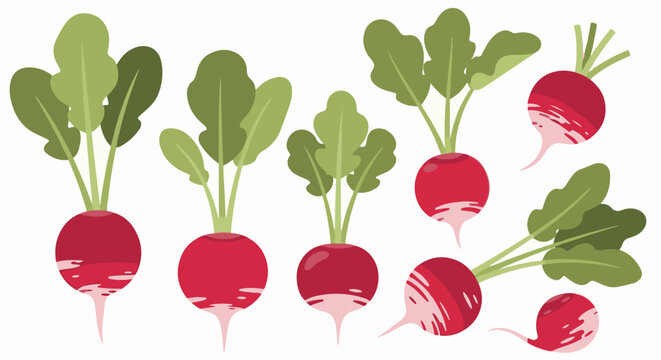 A collection of various red radishes with green leafy tops on a white background