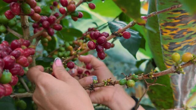 Young beautiful woman harvesting ripe coffee cherries on plantation in Colombia &ndash; lifestyle agriculture scene