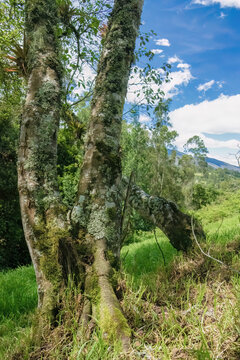 The double trunk of a fully grown alder tree covered in moss and lichen
