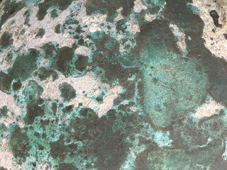 Naklejka premium Natural Green lichen texture