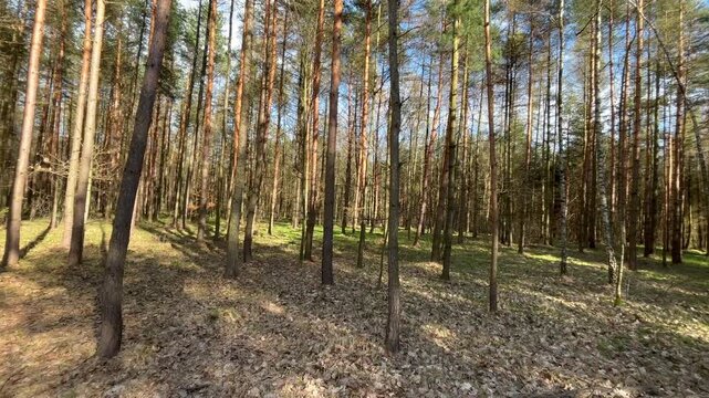 Rotating camera shot in a sunlit spring forest with tall pine trees and woodland path, capturing peaceful natural scenery, fresh greenery and tranquil outdoor environment.