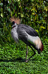 Fototapeta premium Black crowned crane on the lawn. Latin name - Balearica pavonina 