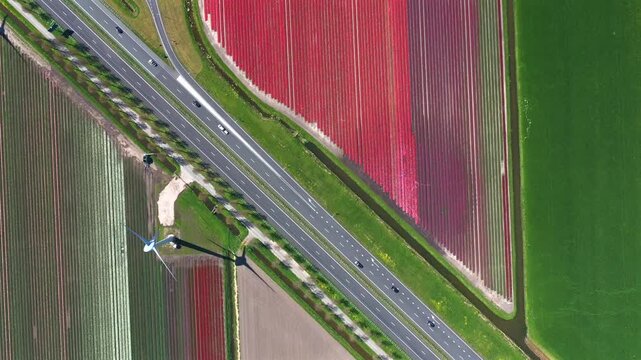 Aerial view of a highway with cars driving through vibrant red and pink tulip fields next to a wind turbine in Twisk, North Holland, Netherlands.