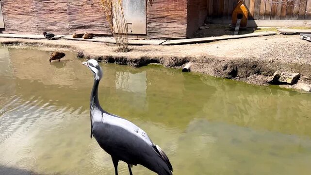 Demoiselle crane standing near a pond in a zoo enclosure. Elegant demoiselle crane with grey plumage and white ear tufts observing the water in a sunny zoo park. Anthropoides virgo bird in captivity