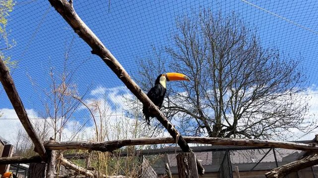 Toco toucan perched on a wooden branch in an aviary under blue sky. A colorful toco toucan sits on a branch inside a large outdoor enclosure at the zoo, featuring its iconic large orange beak against 
