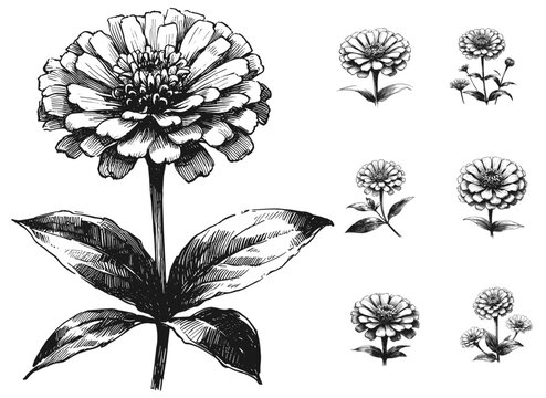 Line art sketch drawing of botanical illustration of zinnia flowers, featuring a large central bloom with layered petals, a prominent disk, and broad leaves on a tall stem vector svg