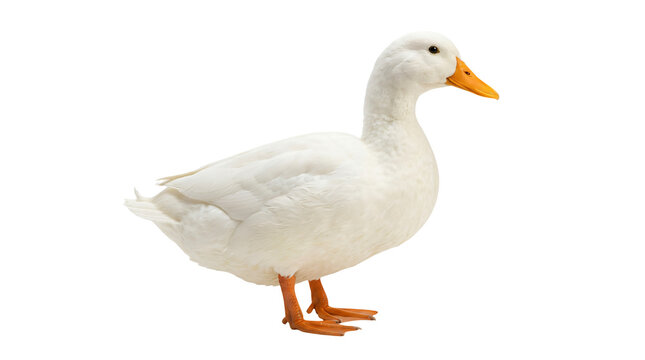 white domestic goose standing on white background with soft lighting for commercial use