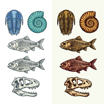 Fossilized ammonites and fish skeletons are displayed in various illustrations