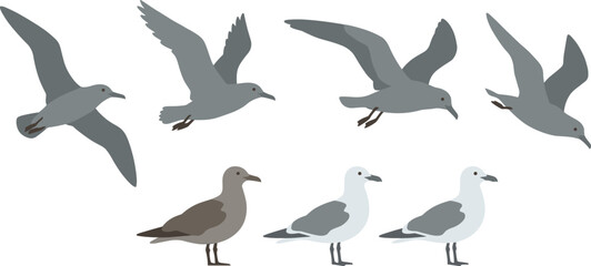Obraz premium Illustration of Seagulls in Flight and Standing Positions with Detailed Wings, Feathers, and Ocean Birds for Wildlife and Nature Concepts