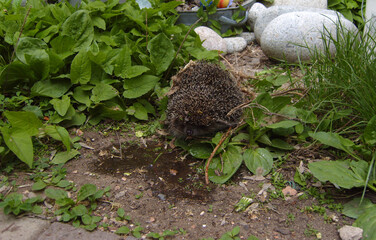 Small hedgehog explores a lush garden, partially hidden among green leaves and dry twigs. Large gray stones and a small patch of damp earth ground the scene, capturing a quiet moment of nature © z_olga_art